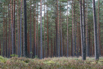 tree trunk wall in forest