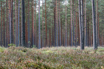 tree trunk wall in forest