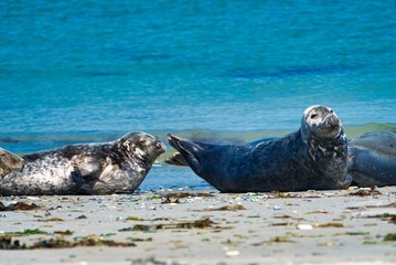 Grey seal on the beach of Heligoland - island Dune