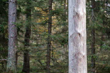 Fototapeta premium old dry tree trunk log in forest