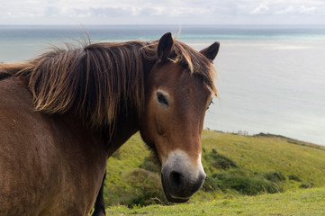 Fototapeta premium Portrait of horse grazing near the sea