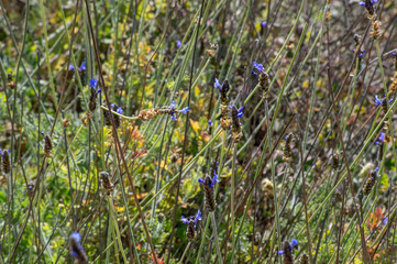 Planta silvestre de flores moradas / Wild purple flower plant
