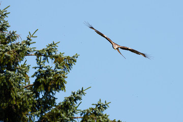 CEREDIGION, WALES Red kite (milvus milvus) in flight, trees in background.