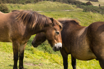 Naklejka na ściany i meble Pair of brown horses grazing