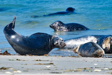 Grey seal on the beach of Heligoland - island Dune