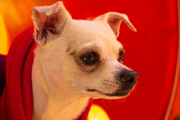 Pequeño perro chihuahua o chihuahueño color blanco vestido con sudadera