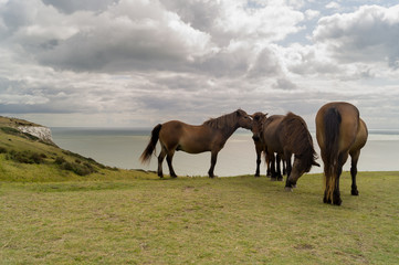 Obraz premium Group of horses grazing near the coast of Dover