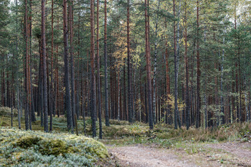 small narrow trail in the woods