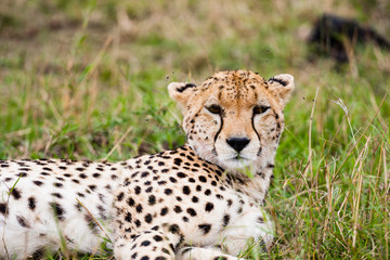 Masai Mara, Kenya. Cheetah (Acinonyx jubatus) at rest in habitat.