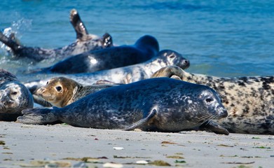 Fototapeta premium Grey seal on the beach of Heligoland - island Dune
