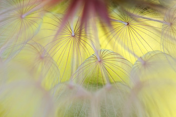 Abstract macro of a dandelion on a yellow background. Beautiful artistic image of a dandelion close-up. Selective soft focus