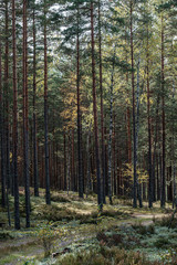 tree trunk wall in forest
