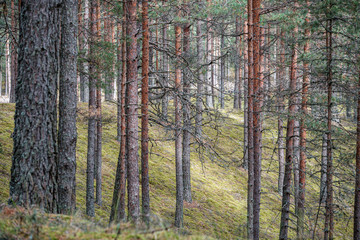 Fototapeta premium ściana pnia drzewa w lesie