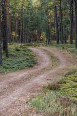 small narrow trail in the woods