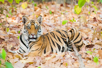 Bandhavgarh, Madhya Pradesh, India. BANDHAVGARH, INDIA Young tiger in habitat. Endangered on the IUCN red list.