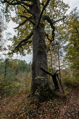 large oak tree in autumn yellow golden tree leaves