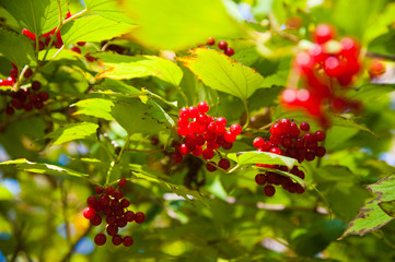 Obraz premium Red viburnum berry on the branch