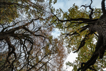 large oak tree in autumn yellow golden tree leaves