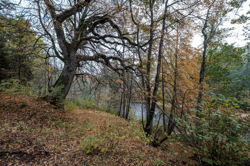 large oak tree in autumn yellow golden tree leaves