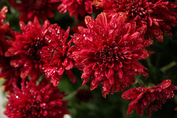 Beautiful red chrysanthemum flowers with water drops, closeup