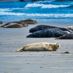 Grey seal on Heligoland