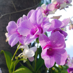 Fototapeta na wymiar Pink orchid on tree.