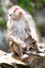 Jigokudani Monkey Park, Yudanaka, Japan.  A Japanese (Macaca fuscata) shakes off water.