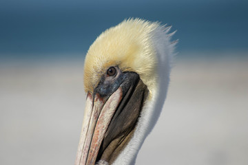 Pelican Head