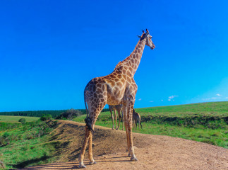giraffe in South Africa wilds