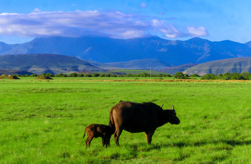 Fototapeta na wymiar cow on meadow in Cape Town 