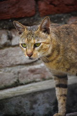 cat with a green eyes