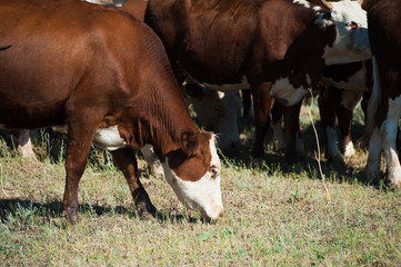 Cows grazing on pasture