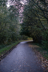 wet asphalt road in autumn forest