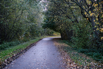 Naklejka premium wet asphalt road in autumn forest