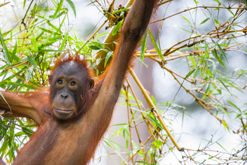 Sepilok orangutan rehabiliation centre, Borneo. Male orangutan climbing through rainforest. © Dave