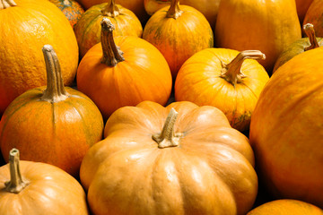 Many fresh raw whole pumpkins as background, closeup. Holiday decoration