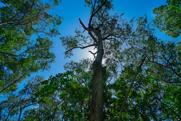 Fototapeta premium Árbol