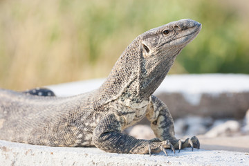 Etosha National Park, Namibia. ETOSHA, NAMIBIA