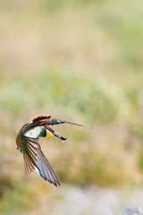 Etosha National Park, Namibia. ETOSHA, NAMIBIA A little bee eater (Merops pusillus) swoops towards landing with food in its mouth.