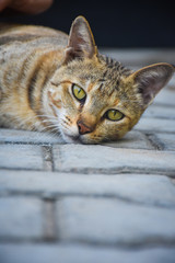 cat with a green eyes