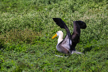 Waved albatross spreading its wings, Espanola Island, Galapagos National park, Ecuador