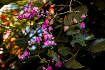 flowers from a nearby garden