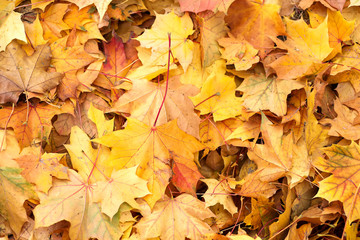 Background group autumn orange leaves. Outdoor.