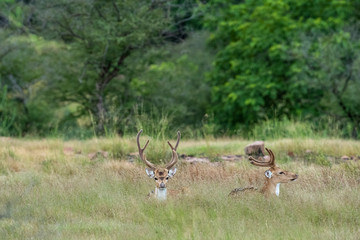 Spotted deer or Chital or Cheetal or Chital deer or Axis deer or axis axis in group sitting in green grass and beautiful background at Ranthambore National Park, Rajasthan, India