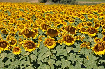 Campo de girasoles