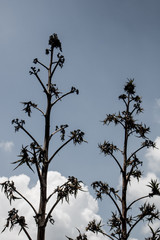 beautiful trees nearby with blue sky