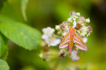 PULBOROUGH BROOKS PULBOROUGH BROOKS Elephant hawk-moth (Deilephila elpenor) in habitat.