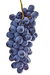 Ripe bunch of blue grapes isolated