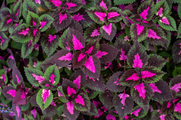 Close-up of colorful flowers