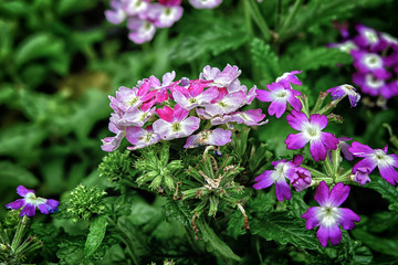 purple flowers in the garden